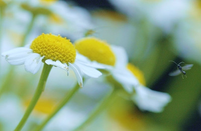 Tanacetum_1_30-06-07.jpg