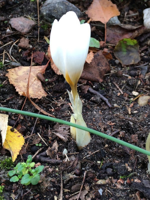 2019 10 19 Crocus hadriaticus.jpg