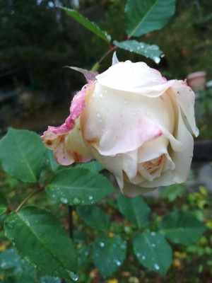 IMG_20191019_172713.jpg
