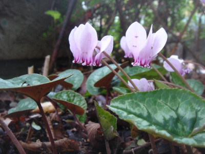DSC07118.JPG