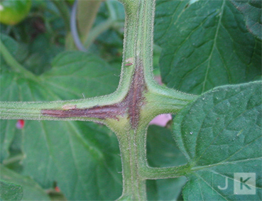 Blatt_HF.jpg