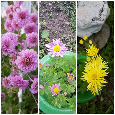 PhotoEditor_20191020_160300974.jpg