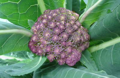 Blumenkohl.jpg
