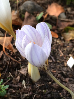 2019 10 20 Crocus gilanicus.jpg