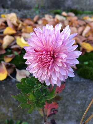 2019 10 20 Winteraster 2.jpg