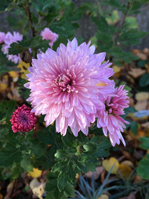 2019 10 20 Winteraster.jpg