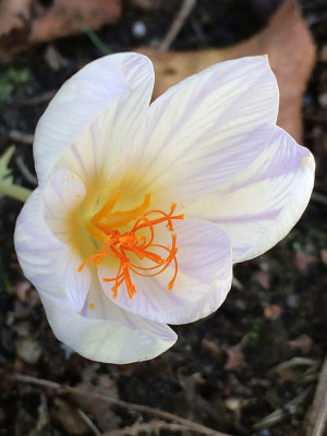 2019 10 20 Einblick Cr. gilanicus.jpg