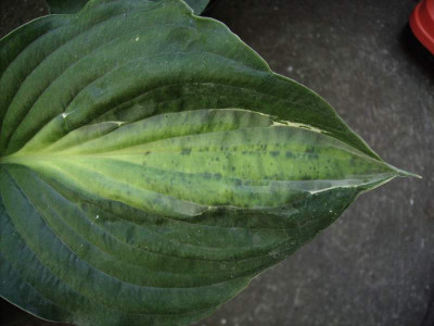 Hostavirus.jpg