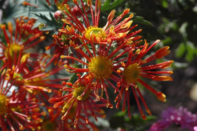 Chrysanthemum-BurntOrange,19-1blom.jpg