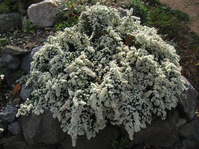 IMG_8221_Aster_Snowflurry_20Okt2019_.jpg