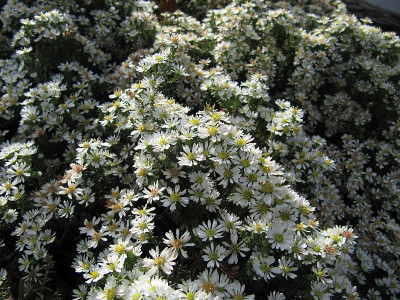 IMG_8214_Aster_Snowflurry_20Okt2019_.jpg