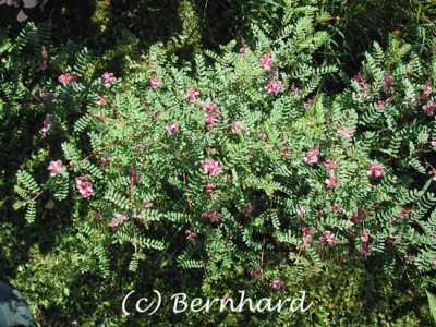 indigofera_potaninii_1.jpg