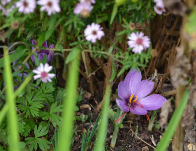 Crocus_sativus.19-1.jpg
