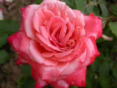 Poulsens_grupperose_ue_ei_2.jpg