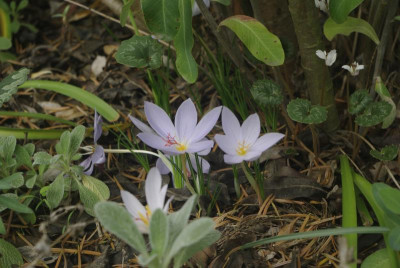 _IGP6887.JPG
