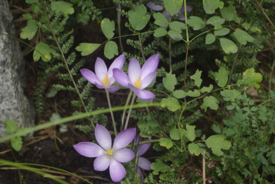 _IGP6850.JPG