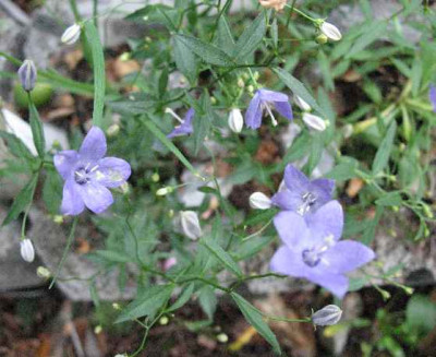 1.7.07._Campanula_waldsteiniana__018.JPG