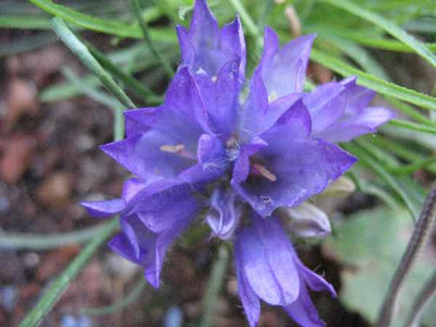 1.7.07._Edraianthus_kitaibelii__001.JPG
