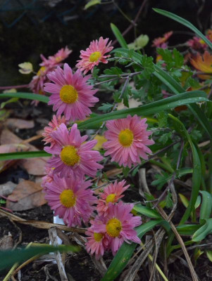 Chrysanthemum-unbekannt.18-1.jpg