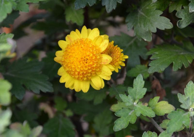 Chrysanthemum-bronze.15-6.jpg