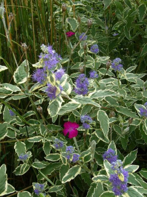 Caryopteris_clandonensis_WhiteSurprise-13-1.jpg