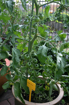 Tomaten00107.jpg