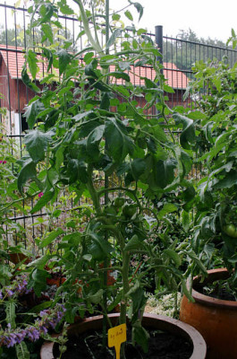 Tomaten0207.jpg