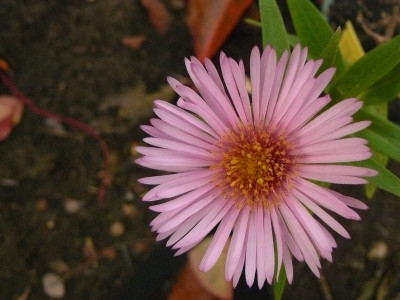Aster novae-angliae ´Rudelsburg´.jpg