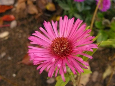 Aster novae-angliae ´Alma Pötschke´.jpg