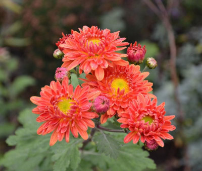 Chrysanthemum-Vreneli.19-2.jpg