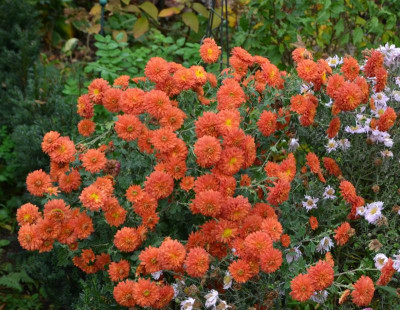 Chrysanthemum-Sämling-rostrot.19-2.jpg