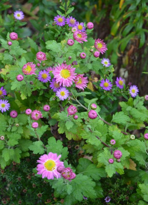 Chrysanthemum-Corinna.19-1.jpg