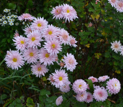 Chrysanthemum-Sämling-rosa.19-2.jpg