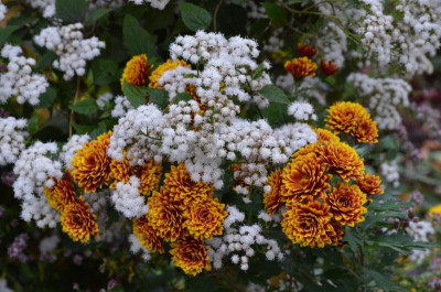 Chrysanthemum-Etna.19-3.jpg