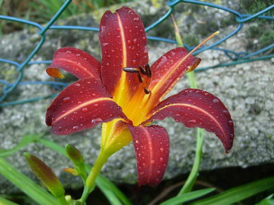 Hem-Carry-Quin-070702-DSCN4055.JPG