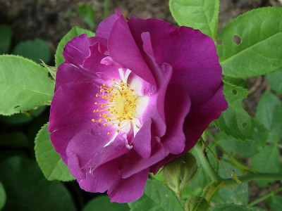 R-Rhapsody-in-Blue-070702-DSCN4060.JPG