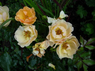 R-Amber-Sun-070624-DSCN0004.jpg
