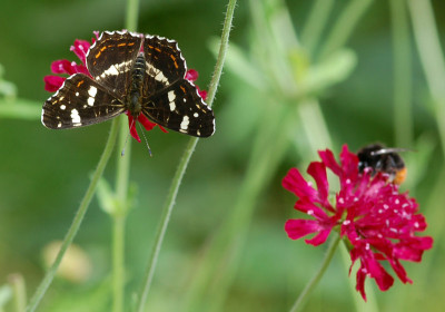Landkaertchen-Witwenblume.jpg