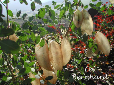 colutea_arborescens_2.jpg