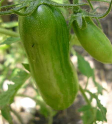 Green_Sausage.JPG