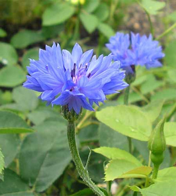 Kornblume.JPG