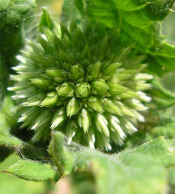 Kugeldistel.JPG
