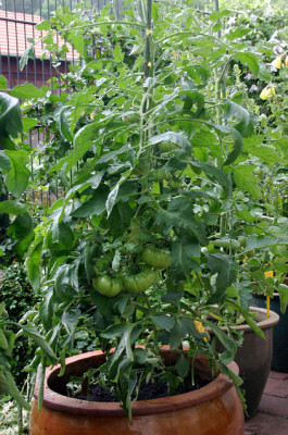 Tomaten00307.jpg