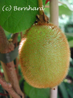 actinidia_chinensis_frucht.jpg