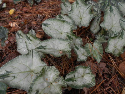 DSCN9058.JPG