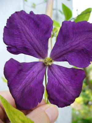 Junli_02_clematis_unbekannt2.jpg
