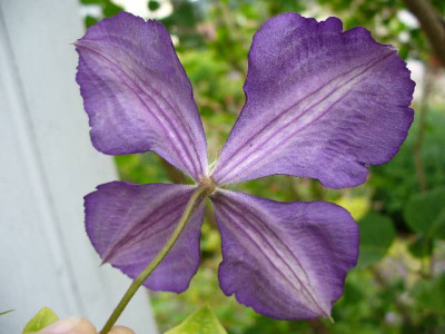 Junli_02_clematis_unbekannt_ruckseite.jpg