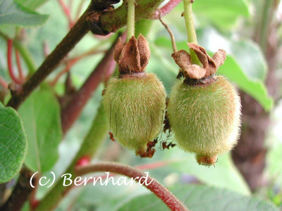actinidia_chinensis_fruc_m.jpg