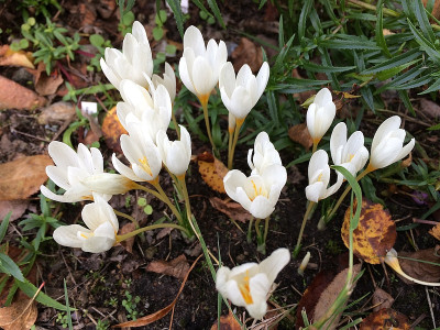 2019 10 25 Crocus ochroleucus.jpg