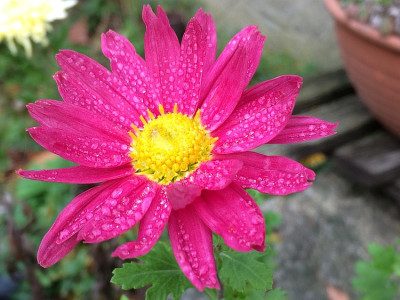 2019 10 25 Chrysantheme .jpg